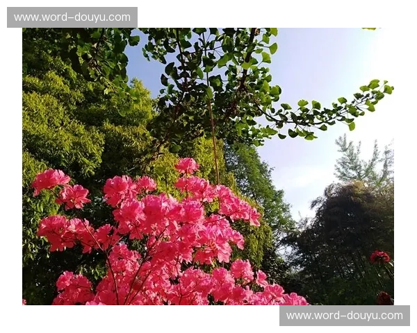 帕斯卡尔VS：一场跨越世纪的逻辑与直觉之战